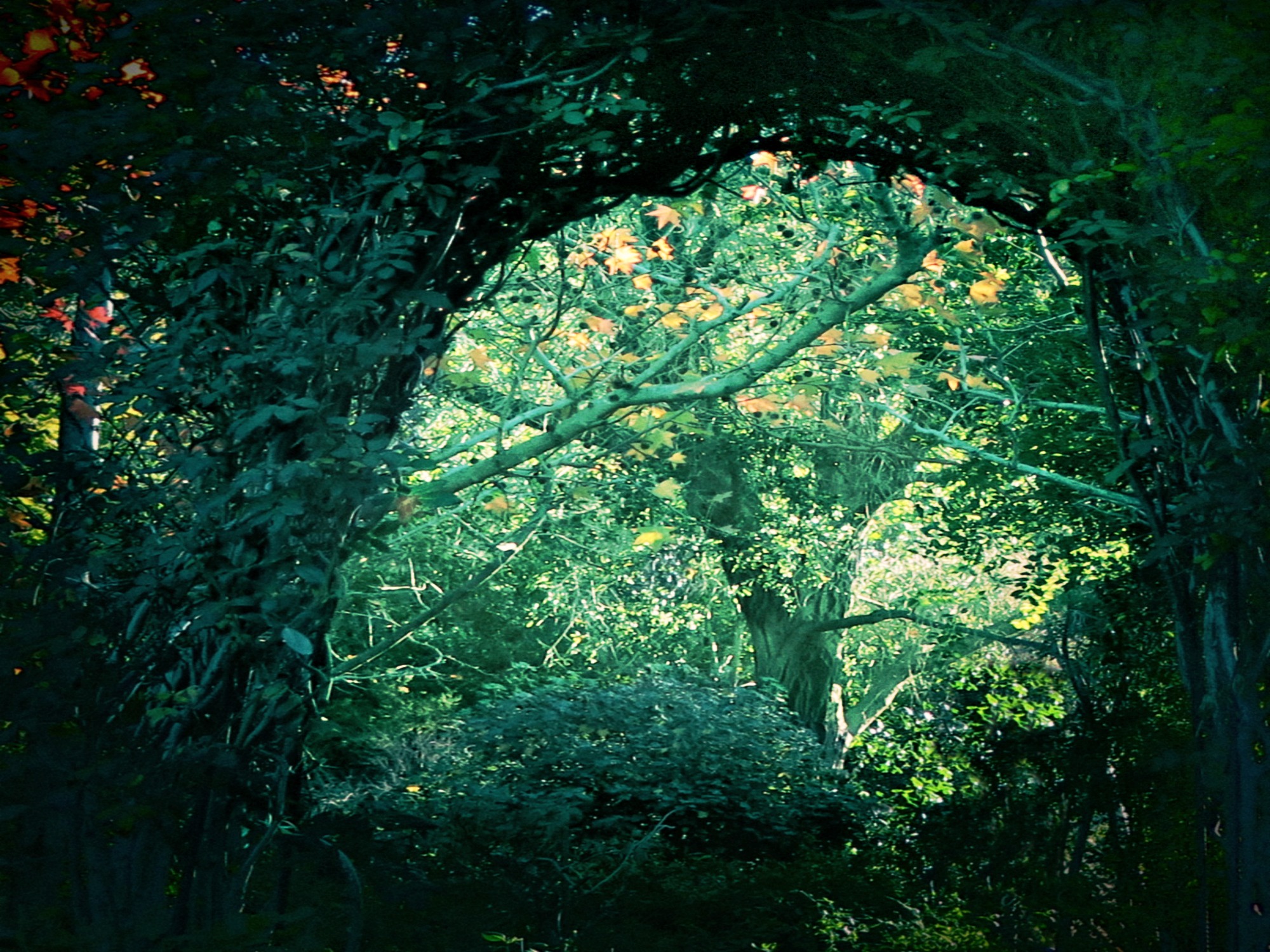 ~Creative Shots On The Canon G7x~