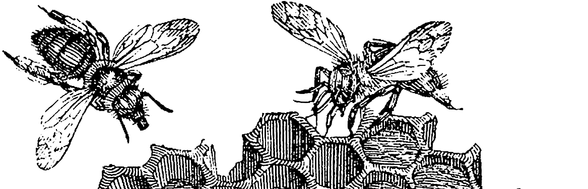 ~Bees~