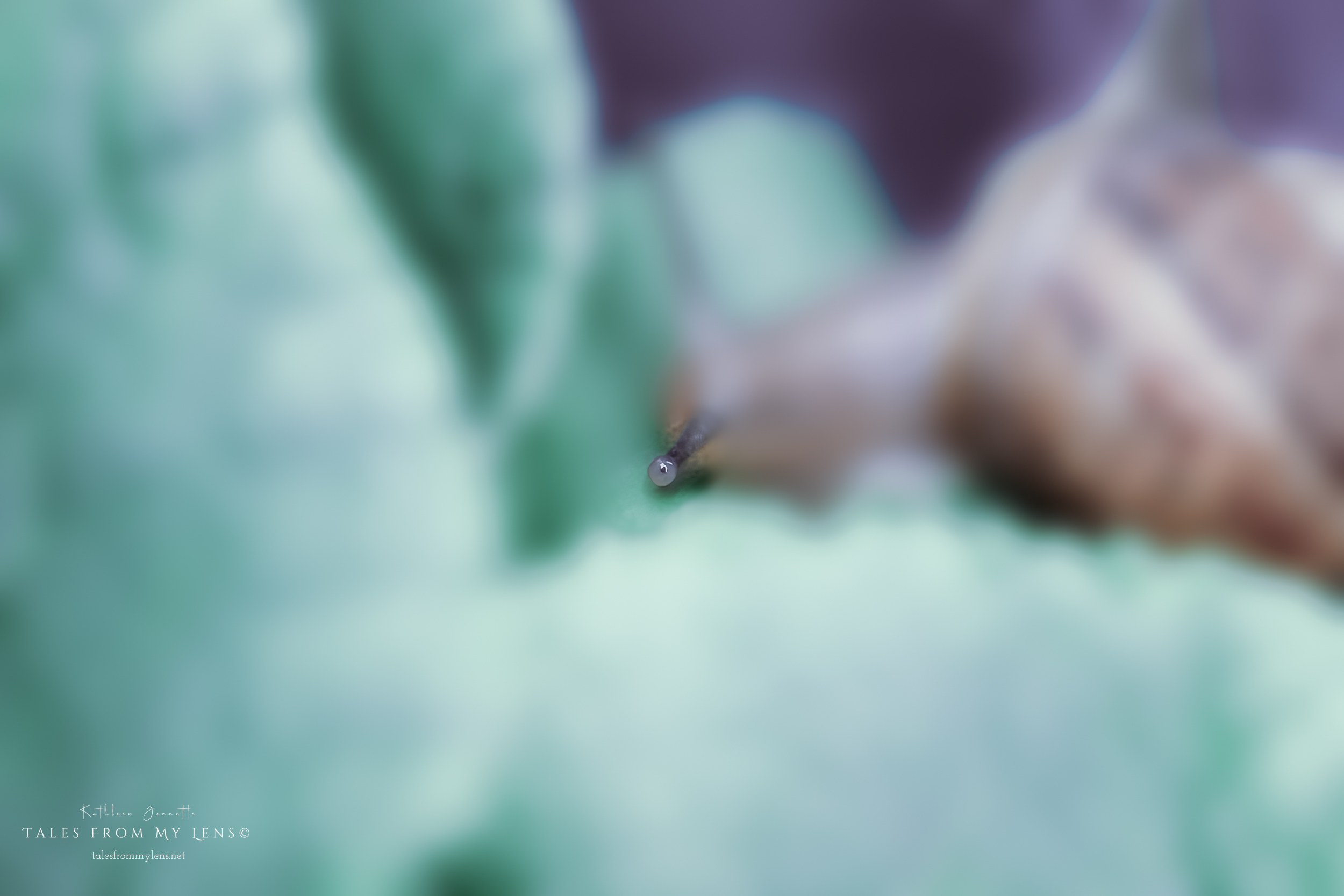 ~Slow Sneaky Snails~