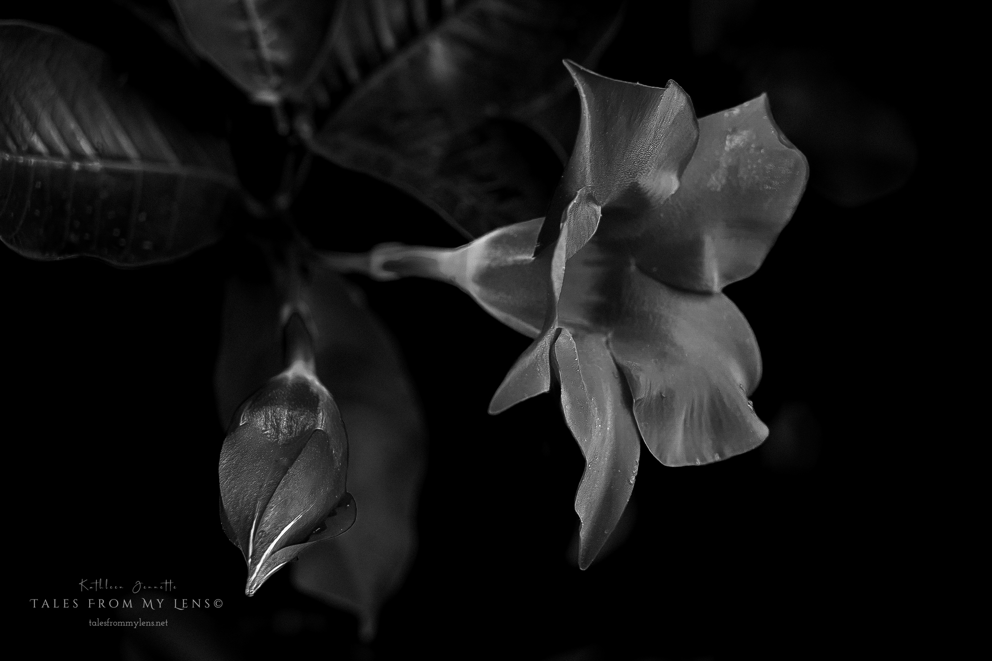 ~Mandevilla~