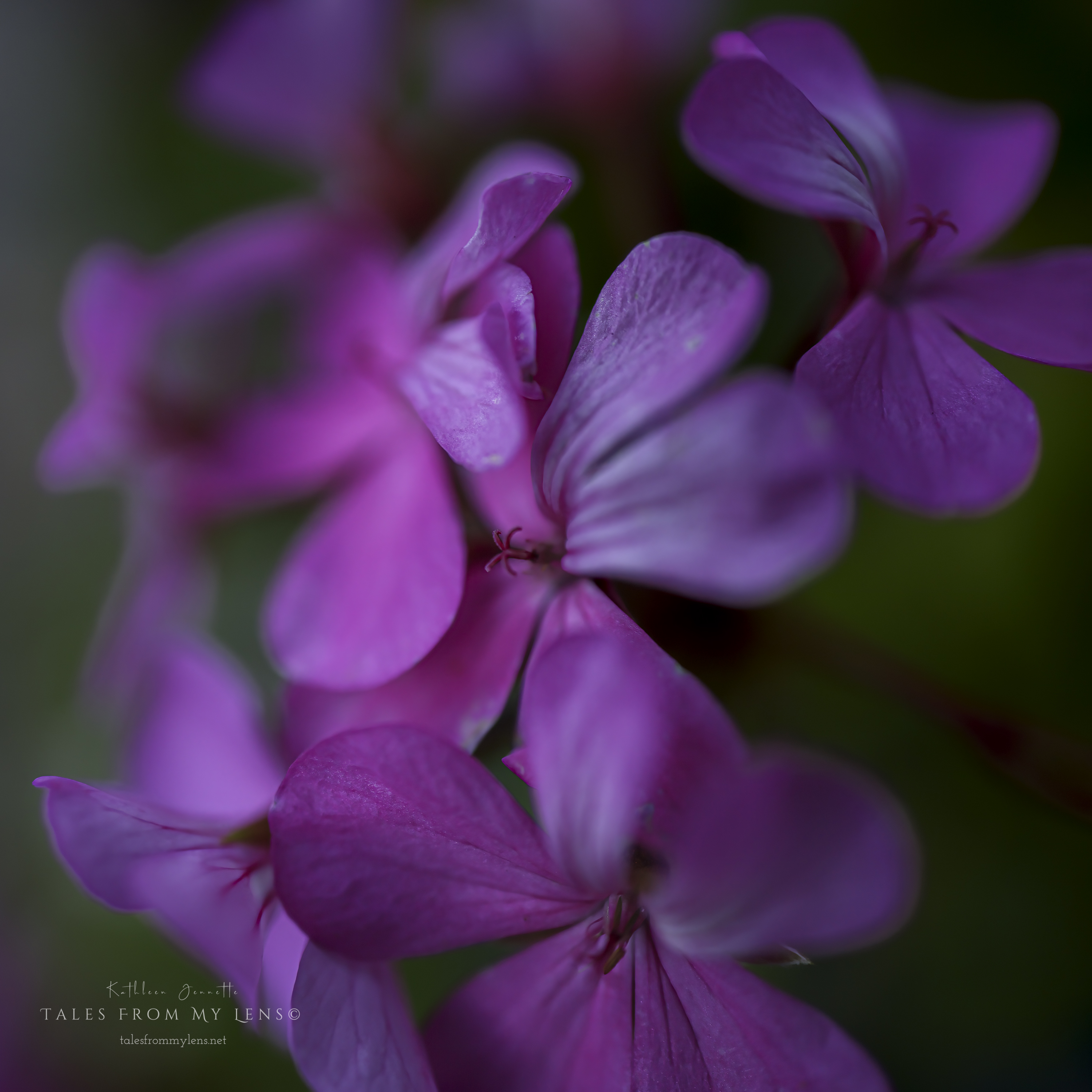 ~Geranium Gone Wild~