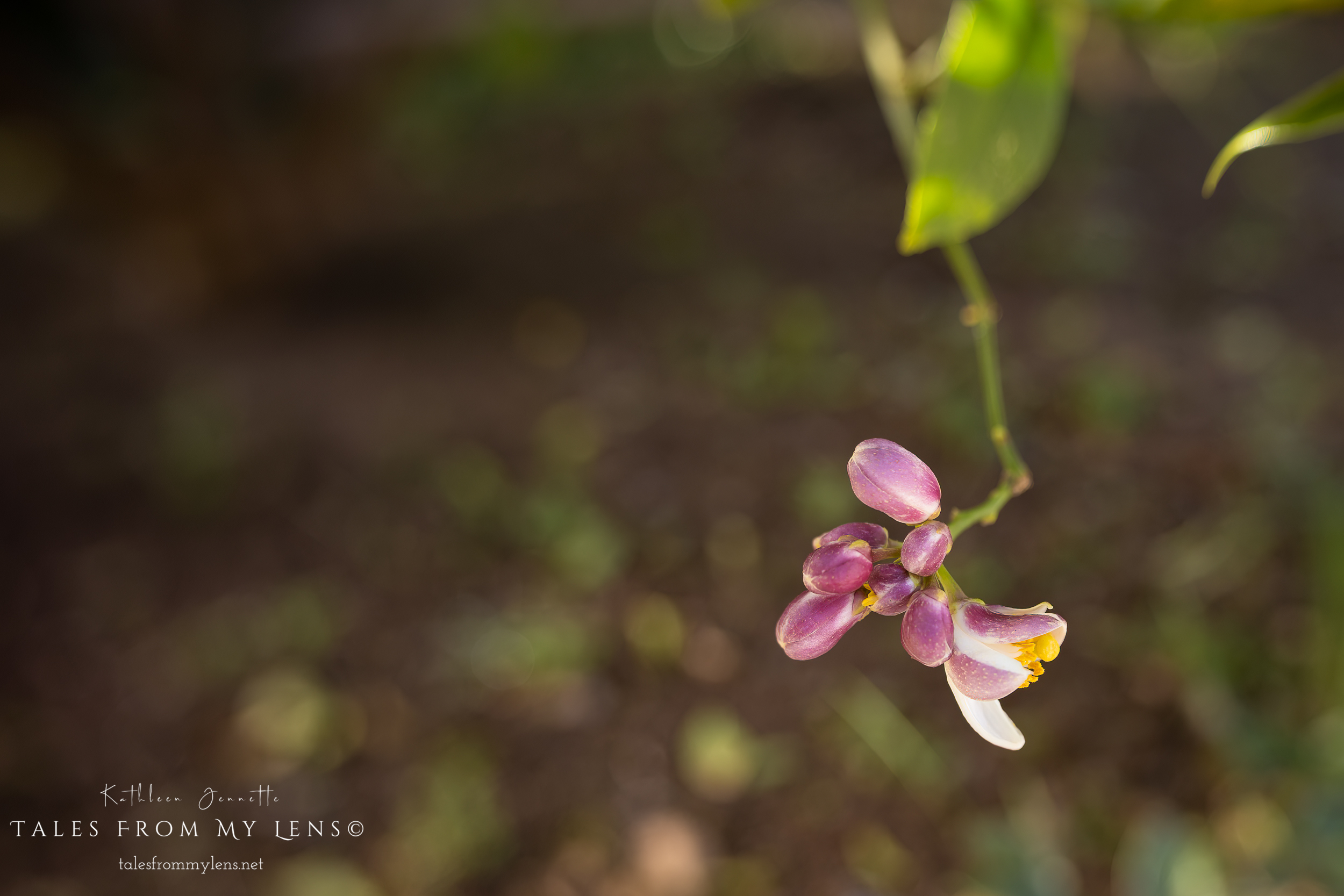 ~Lemon Blossom~