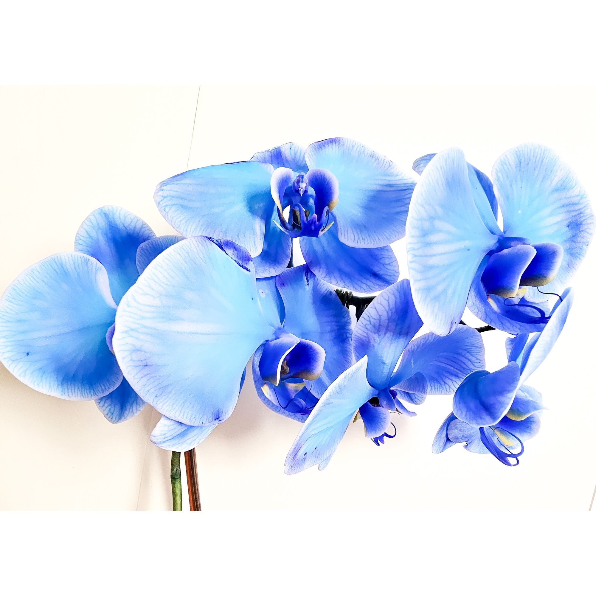 ~Blue Orchid~