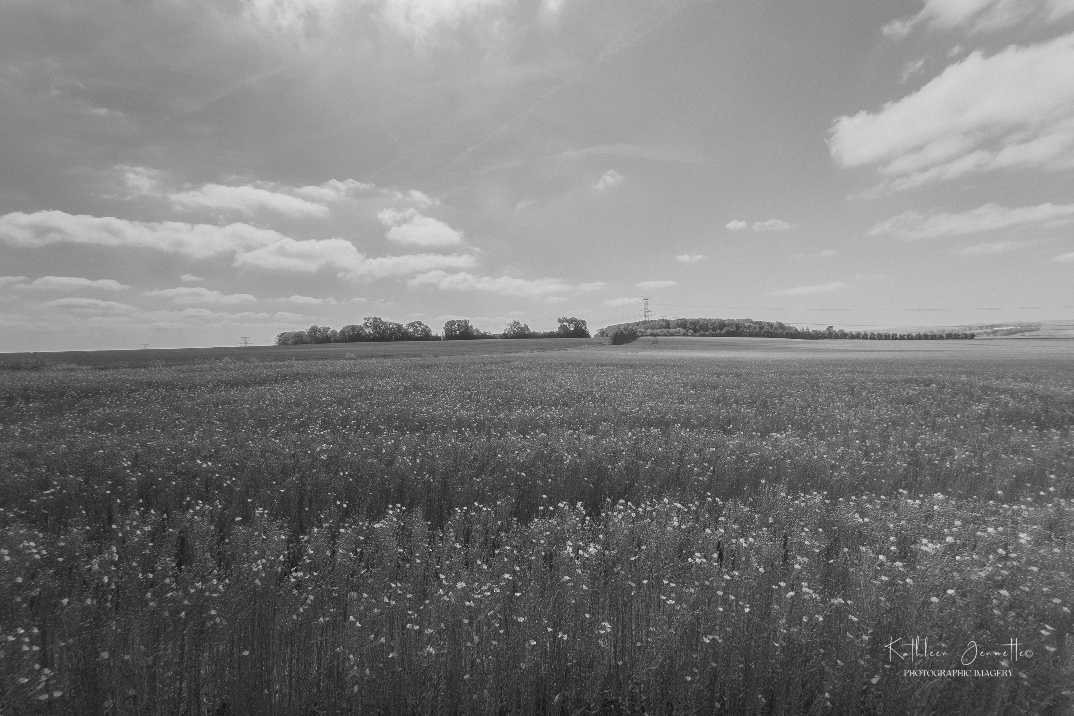 ~Fields In Normandy~